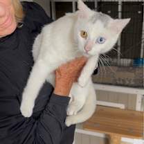 Thumbnail photo of Jerico #2