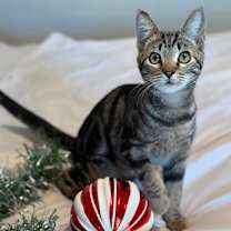 Thumbnail photo of Snickers #3