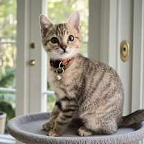 Thumbnail photo of Taz #1