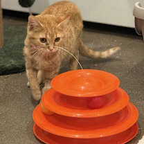 Thumbnail photo of Pepita #1