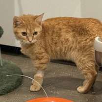 Thumbnail photo of Pepita #2