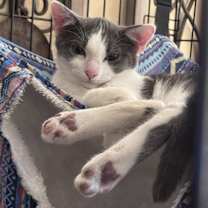 Thumbnail photo of Bailey #2