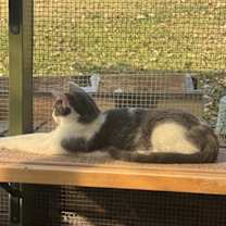 Thumbnail photo of Bailey #3