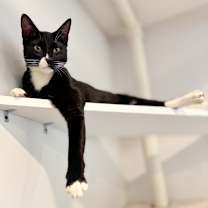 Thumbnail photo of Paco (meet me in foster care!) #3