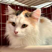 Thumbnail photo of Boo-Boo #1