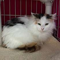 Thumbnail photo of Boo-Boo #4