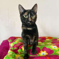 Thumbnail photo of Coco #1