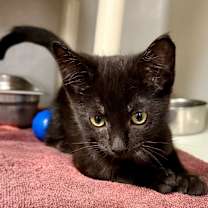 Thumbnail photo of Khaki #2