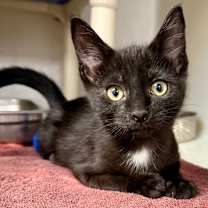 Thumbnail photo of Khaki #3