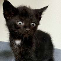 Thumbnail photo of Khaki #4