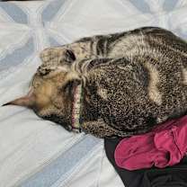 Thumbnail photo of Titus #4