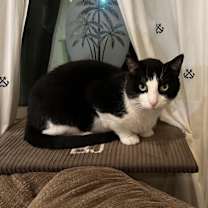 Thumbnail photo of Rocky #2