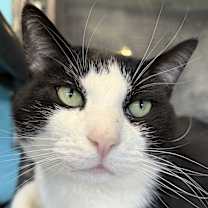 Thumbnail photo of Rocky #3