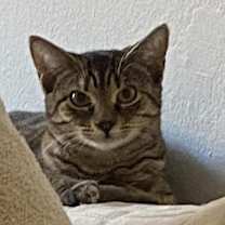 Thumbnail photo of Maple #4