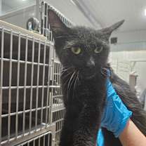 Thumbnail photo of Buffy #3