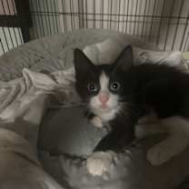 Thumbnail photo of Slipper #2