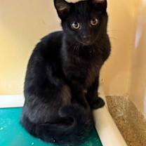 Thumbnail photo of Kitten Isla #1