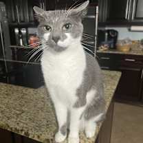 Thumbnail photo of Uzi #2