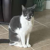 Thumbnail photo of Uzi #3