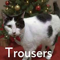 Thumbnail photo of Trousers #1