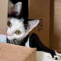 Thumbnail photo of Lulu #3