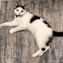 Thumbnail photo of Lulu #4