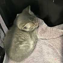 Thumbnail photo of Nonamee #2