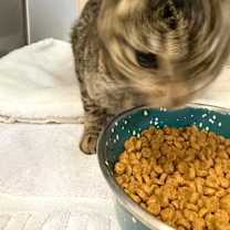 Thumbnail photo of Nibbles #2