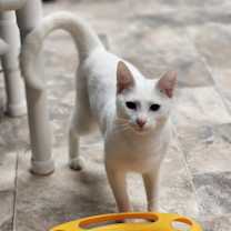 Thumbnail photo of Cat 27357 (Max) #1