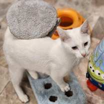 Thumbnail photo of Cat 27357 (Max) #2