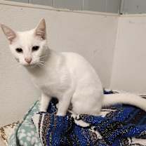 Thumbnail photo of Cat 27357 (Max) #3