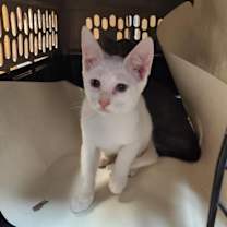 Thumbnail photo of Cat 27357 (Max) #4