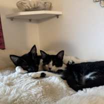 Thumbnail photo of Mel & Sammy #1