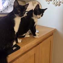 Thumbnail photo of Mel & Sammy #2