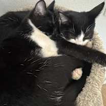 Thumbnail photo of Mel & Sammy #3