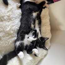 Thumbnail photo of Mel & Sammy #4