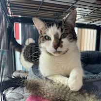 Thumbnail photo of Cleo #3