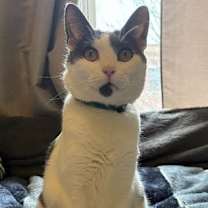 Thumbnail photo of Alder #1