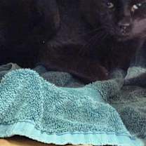 Thumbnail photo of Gopher #16 #1