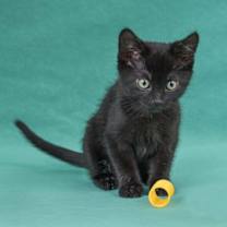 Thumbnail photo of Marie Curie #2