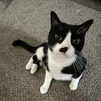 Thumbnail photo of Roman #1