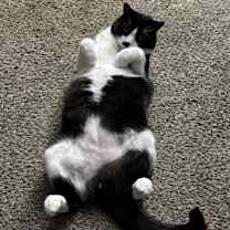 Thumbnail photo of Roman #2