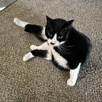 Thumbnail photo of Roman #3