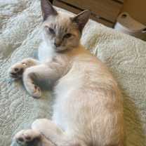 Thumbnail photo of Multiple kittens #1