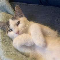 Thumbnail photo of Multiple kittens #2