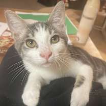 Thumbnail photo of Multiple kittens #3