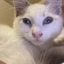 Thumbnail photo of Multiple kittens #4