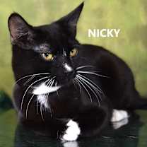 Thumbnail photo of Nicky #1