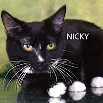 Thumbnail photo of Nicky #2