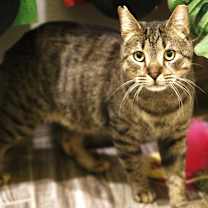 Thumbnail photo of Tommy #3